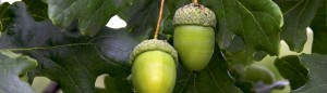 cropped-acorn-leaf-oak41.jpg
